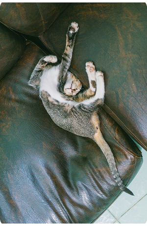 A cat stretched out asleep on a leather sofa